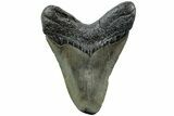 Fossil Megalodon Tooth - South Carolina #207958-1